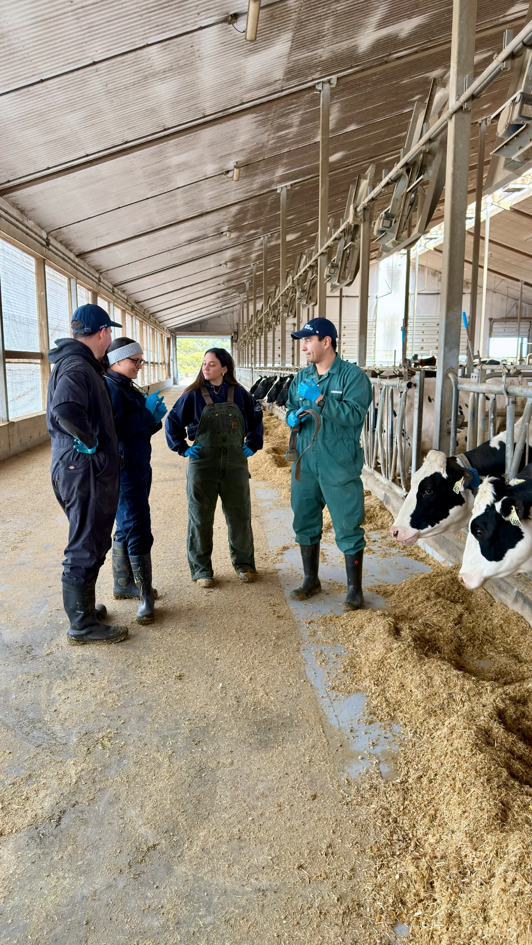 A group of four researchers in coveralls and boots standing in a dairy barn, engaged in a discussion next to a row of Holstein cows.