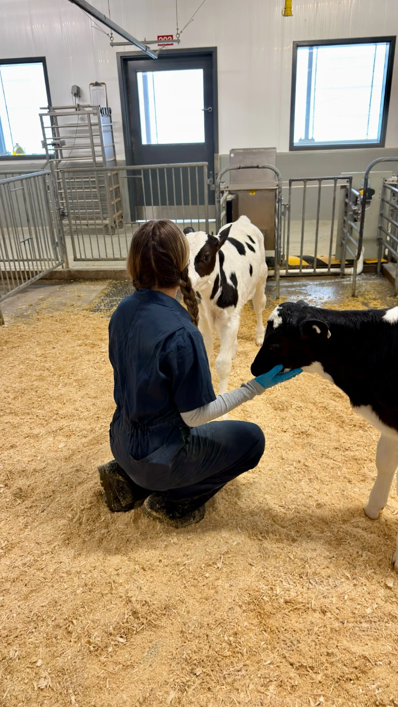 A female researcher in blue coveralls kneeling in a clean research pen, interacting with two Holstein calves on a wood-shavings floor.