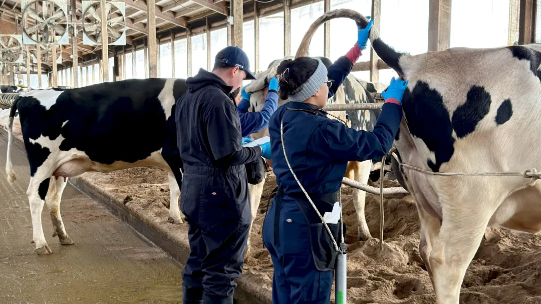Researchers in a dairy facility conducting a veterinary examination or procedure on a Holstein cow, with one researcher holding a clipboard for data recording.