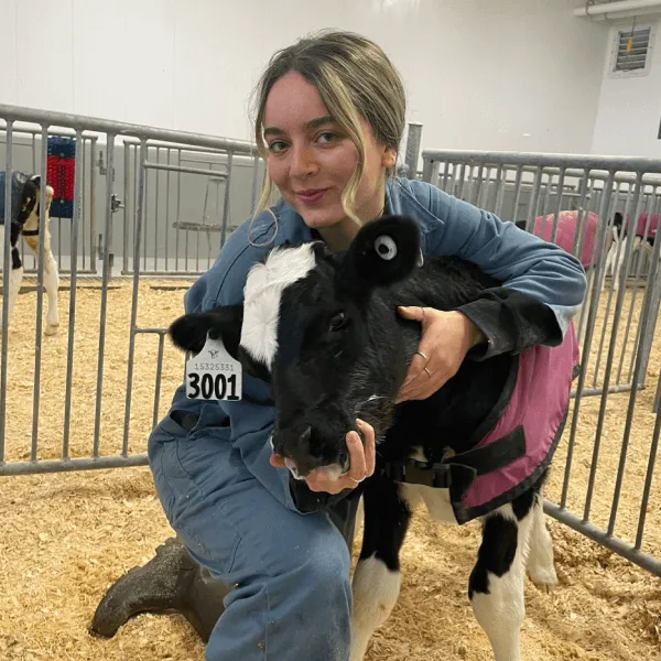 A researcher in blue coveralls kneeling and embracing a Holstein calf wearing a pink protective coat inside a university laboratory facility with wood shavings on the floor and metal fencing in the background.