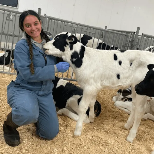 A researcher wearing blue coveralls and protective gloves kneels alongside a Holstein calf in a research facility, with other calves resting on wood shavings in a fenced pen in the background.