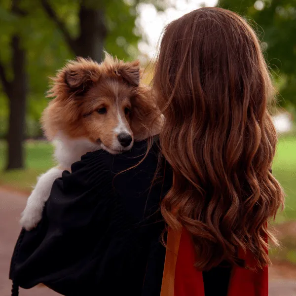 A view from behind of a woman with long, wavy reddish-brown hair wearing a black graduation gown with a red and orange hood. She is holding a fluffy brown and white Sheltie puppy on her shoulder. The background is a soft-focus park with green grass and trees.