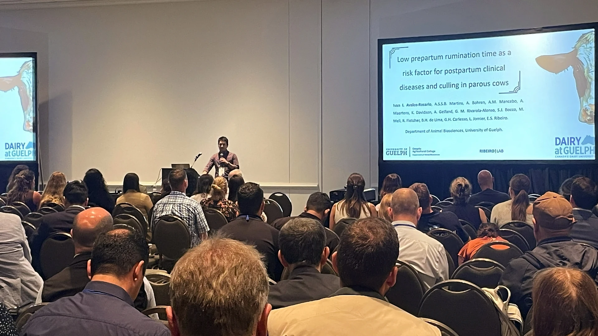 Ribeiro Lab at ADSA 2026 Wrap-Up A male speaker standing at a podium presenting research to a seated audience in a conference hall. The large projection screen next to him displays a title slide: 'Low prepartum rumination time as a risk factor for postpartum clinical diseases and culling in parous cows' from the Department of Animal Biosciences at the University of Guelph.