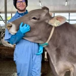 A smiling male veterinary researcher wearing glasses, a black beanie, light blue coveralls, and blue disposable gloves stands inside a barn facility, holding and embracing the head of a solid grey Brown Swiss dairy cow equipped with a tracking collar and ear tag number 712.
