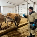 A smiling male veterinary researcher wearing a black beanie, tan coveralls, rubber boots, and blue disposable gloves stands inside a bedded-pack barn facility, giving a thumbs-up gesture next to two brown Jersey dairy cows equipped with collars and ear tags.