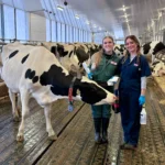 Two female researchers in coveralls and protective gloves stand next to a Holstein cow inside a brightly lit, modern dairy barn facility.