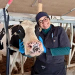 A smiling female veterinary researcher wearing glasses, a head wrap, and blue disposable gloves gently cradles the head of a Holstein cow positioned in a metal headlock stall inside a dairy barn.