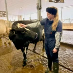 A smiling female researcher wearing a black head wrap, dark coveralls, and rubber boots stands in the alley of a large, modern dairy barn with overhead ventilation fans, gently petting the head of a black and white Holstein cow.