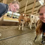 Two smiling female veterinary researchers frame a low-angle selfie in a free-stall dairy barn, with a young brown Jersey heifer standing directly between them in the background alleyway.