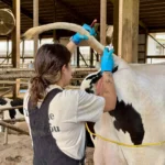 A femeale researcher in overalls and blue protective gloves performs a tail-jack procedure to collect a blood sample from a Holstein cow inside a dairy barn.