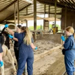 A team of veterinary students working together in a free-stall barn, with some preparing to examine a Holstein cow while another stands nearby holding a syringe.