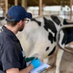 A male veterinary researcher from behind, wearing a blue cap and protective gloves, monitors livestock while holding a clipboard inside a dairy barn.