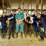 A group of eight veterinary researchers and students in full protective gear and boots stand in a row, smiling and giving thumbs-up gestures next to a Holstein cow in a barn.