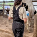 A full body photograph from behind shows a woman wearing a light-colored t-shirt over black overalls and boots standing on a muddy floor in a large dairy barn. A Holstein cow is walking away from her. The woman is wearing blue gloves and is looking down, writing on papers on a clipboard with a stethoscope hanging around her neck.