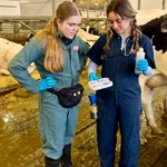 A medium full shot shows two young women, both wearing overalls (one light teal, one dark blue) and blue nitrile gloves, looking down. The woman in blue holds a four-chamber white tray with a small orange device and a bottle of purple liquid while the other looks intently. They stand on a grated metal floor with wet mud underneath in a modern dairy barn. In the background are blurry Holstein cows and overhead lights.