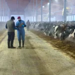 A medium full shot of two men in a large, modern, open-air barn lined with hundreds of Holstein cows in stalls, their heads visible as they feed from a long trough of straw and silage on the right. The man on the left wears a black cap, brown vest, and dark pants, looking down at a tablet or clipboard the other man holds. The second man wears a grey knit cap, blue jumpsuit, and gloves. Another figure is blurred in the background.