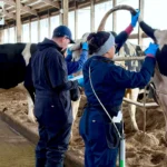 A medium shot taken from behind shows researchers in a modern, well-lit barn. The central focus is a woman in a dark blue jumpsuit standing behind a Holstein cow, using both hands to collect a blood sample from the underside of the cow's raised tail. A man in a vest stands to the left, assisting with the procedure.