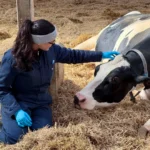 A medium high-angle shot in a brightly lit barn shows a woman in a dark blue jumpsuit and knit headband kneeling on loose straw. She wears blue nitrile gloves and reaches her right hand to touch the head of a large, black and white spotted Holstein cow that is lying down, looking calm. A faint metal frame is behind them.