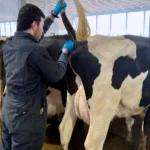 A side view of a male researcher wearing a dark grey jumpsuit and blue gloves as he lifts a Holstein dairy cow's tail to perform a veterinary procedure or examination inside a barn.