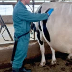 Side view of a male researcher wearing a green jumpsuit, a blue cap, and blue gloves using a stethoscope to check a dairy cow's health inside a barn.