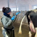 A female researcher wearing a grey jumpsuit and blue gloves holds a specialized long veterinary rod used for health check examinations near the rear of a Holstein dairy cow in a barn.