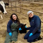 Two smiling female researchers in work jumpsuits and blue gloves sit on straw bedding next to a small black calf inside a pen, while an adult dairy cow watches from behind the fence.