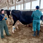 A female researcher holds a clipboard and takes notes while a male researcher uses a measuring tape around the body of a Holstein dairy cow inside a research barn.