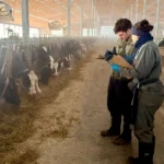 Two researchers standing in the middle of a large barn aisle, looking down and writing on clipboards while a long row of dairy cows eat feed from troughs on the left.