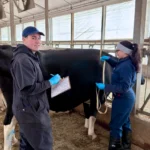 A male researcher holding a clipboard smiles at the camera while a female researcher uses a measuring tape around the midsection of a black and white dairy cow in a barn.