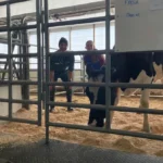 Two researchers in farm workwear standing behind a metal gate inside a barn stall, smiling at a Holstein dairy cow in the foreground next to a whiteboard.