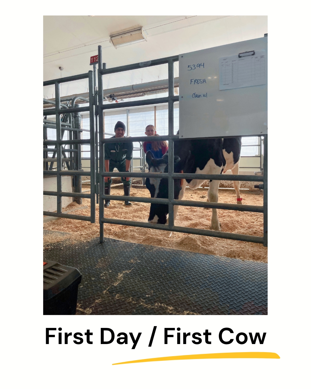 Fieldwork Completed: On to the Next Phase! A poster-style photo framed in white with the text 'First Day / First Cow' and a yellow underline below. The central image, taken through a metal gate, shows a black and white cow standing on wood shavings in a barn stall. Behind the gate, a man in coveralls and a beanie, and a woman in a red shirt, are smiling. A whiteboard with handwritten notes like '5394' and 'FRESH' is mounted on the gate.