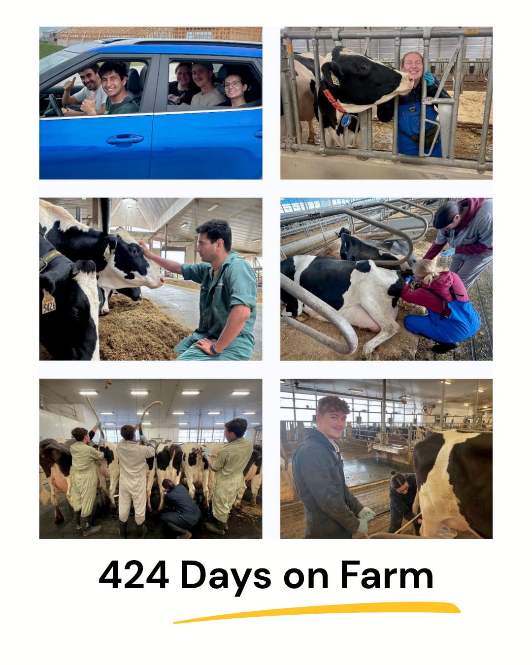 Fieldwork Completed: On to the Next Phase! A collage of six photos framed in white, with the text '424 Days on Farm' and a yellow underline below. The photos document various activities: group car rides, a woman high-fiving a cow through bars, a man in coveralls petting a cow's head, and students in veterinary gear and blue coveralls assessing lying and standing cows in a large modern dairy facility with fluorescent lighting.