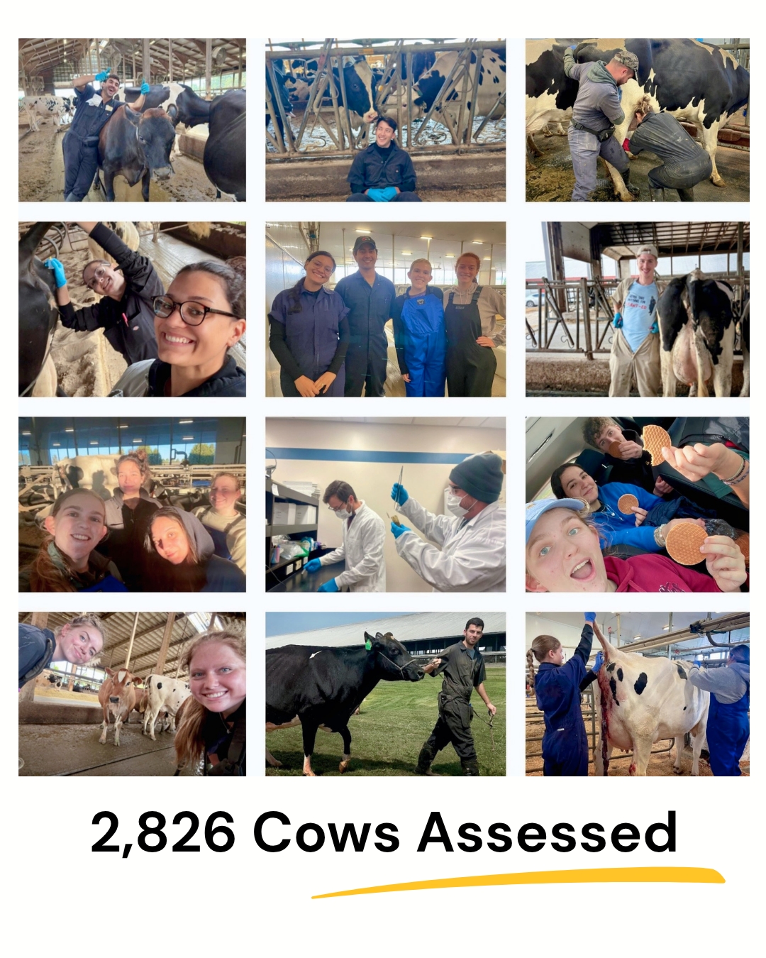 Fieldwork Completed: On to the Next Phase! A poster-style image with a white background and text below that reads '2,826 Cows Assessed' with a yellow underline. Above the text is a 4x3 photo grid showing agricultural students and veterinarians in blue coveralls and face masks working with dairy cows. Activities include group smiles, cow interaction, a laboratory setting with test tubes, a car selfie with stroopwafel cookies, a outdoor walk with a black cow on a halter, and tail-end assessments in a milking parlor.