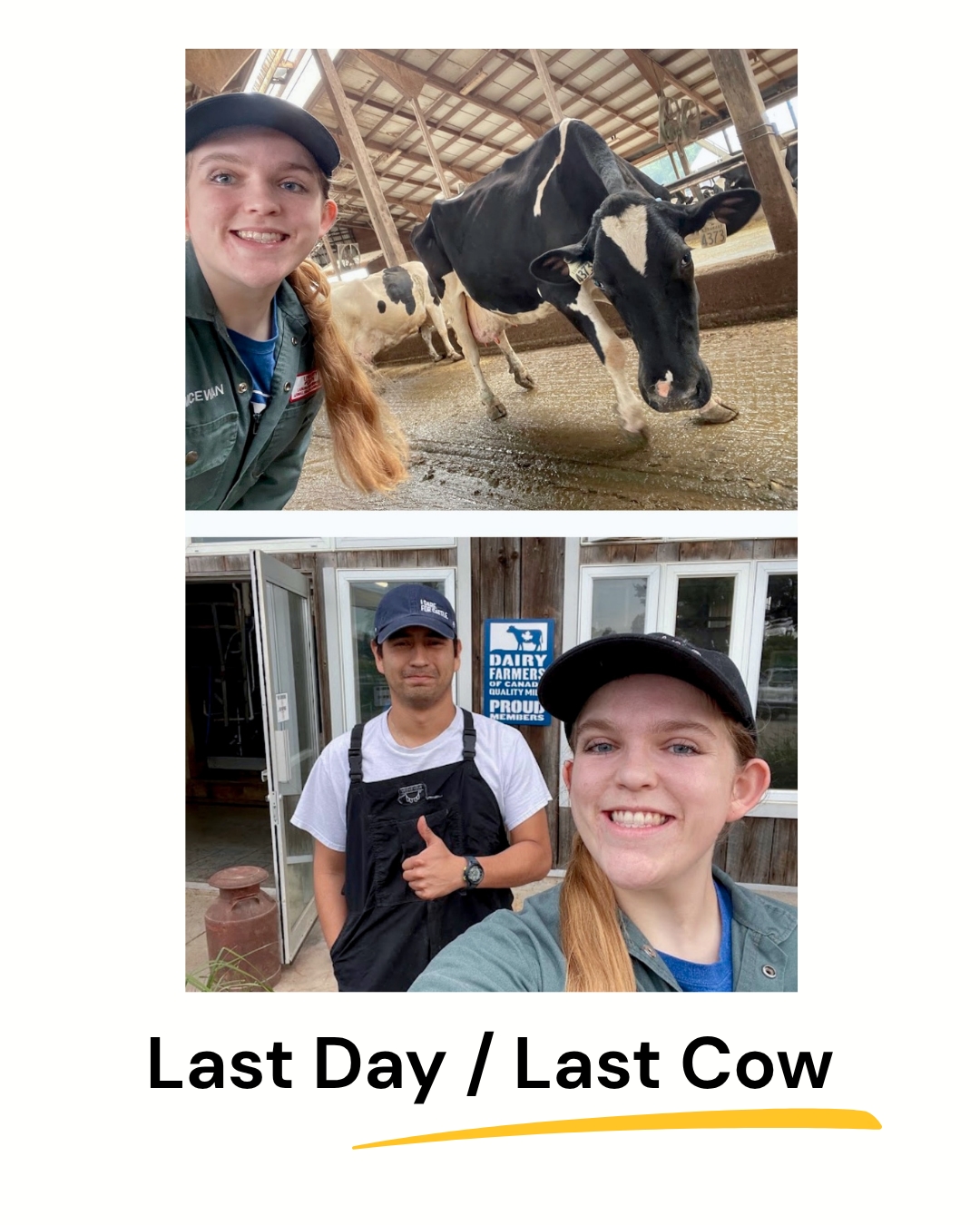 Fieldwork Completed: On to the Next Phase! A two-panel photo vertical collage framed in white, with the text 'Last Day / Last Cow' and a yellow underline below. The top panel is a smiling selfie of a woman in a cap and green coveralls with a black and white cow behind her. The bottom panel is another smiling selfie of the same woman with a man giving a thumbs-up in black overalls and a cap, standing outside a farm building with a 'Dairy Farmers of Canada Quality Milk' sign.