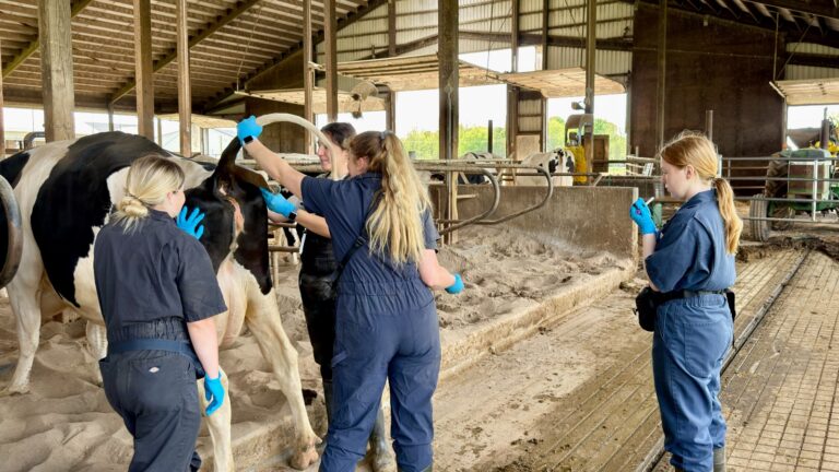 Group of four researchers in blue coveralls performing a health assessment on a Holstein cow inside a barn while one person notes data.