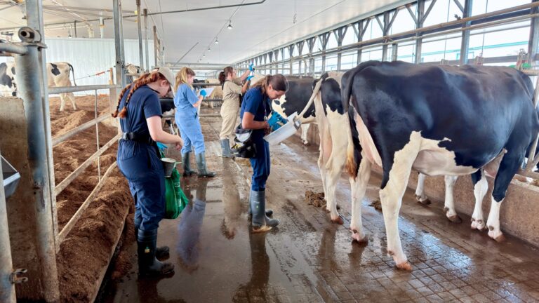 Wide shot of four researchers in blue coveralls and boots actively collecting samples and recording measurements from cows in a large free-stall barn.